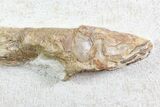 Lower Turonian Fossil Fish - Goulmima, Morocco #76399-1